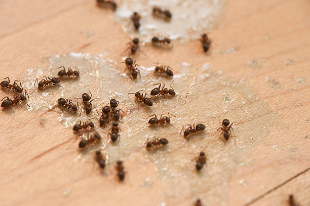 Best Best Pest Control Companies  in New Albany, OH