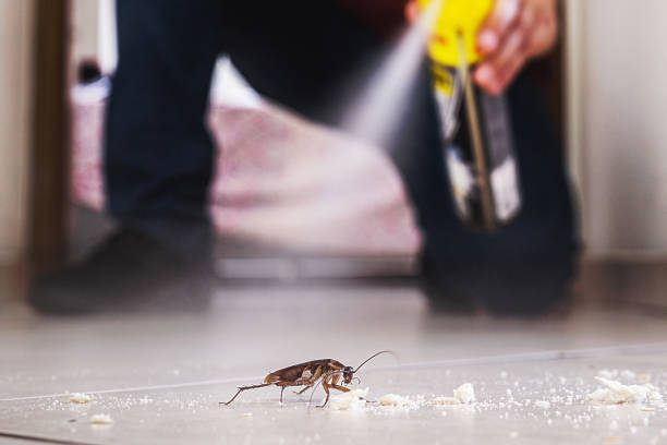 Best Rat Extermination Near Me  in New Albany, OH